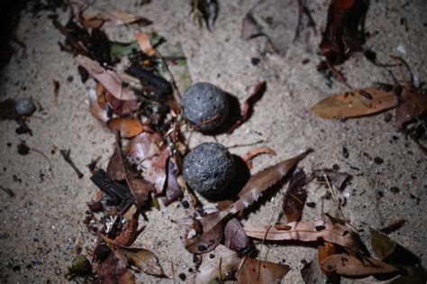 what are black & white balls on china shores calle